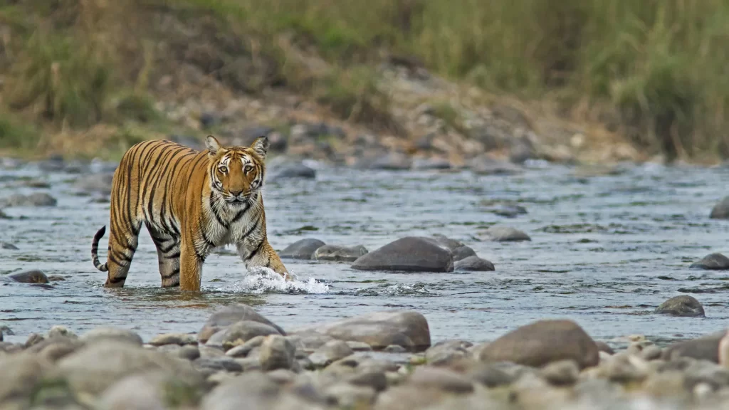 Feature-image-Jim-Corbett- - SastaOffer Jim Corbett National Park - Best Places to Visit in India